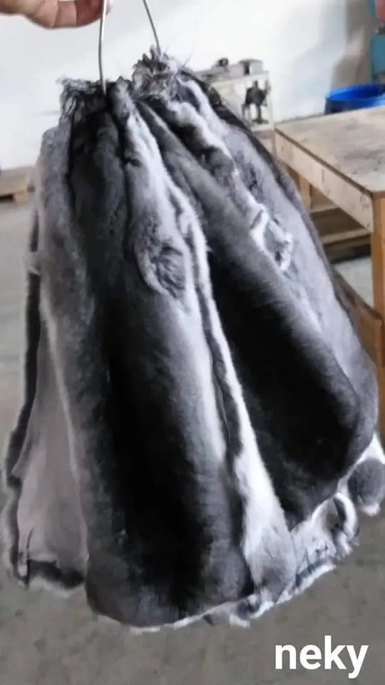 Çinçilla - Çinçilya - Şinşila