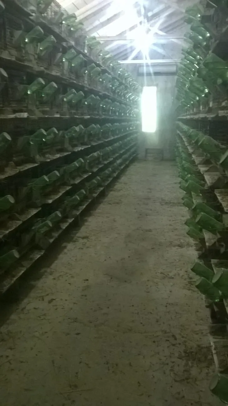 Çinçilla Yıllık Üretim Miktarı